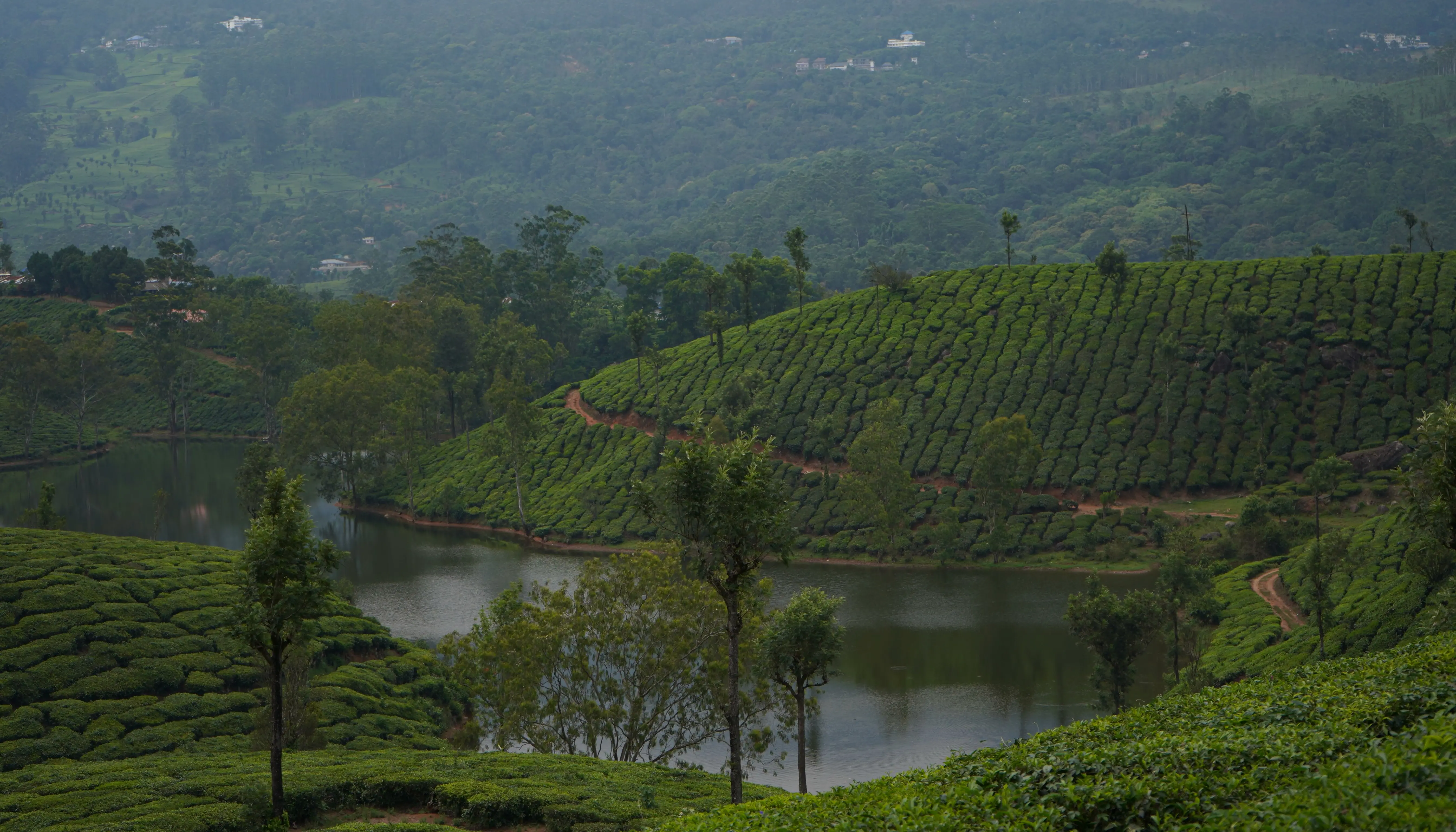 Alleppey